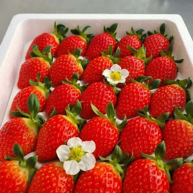 Seoul: Winter Day Tour in Pocheon with Strawberry Picking - Good To Know