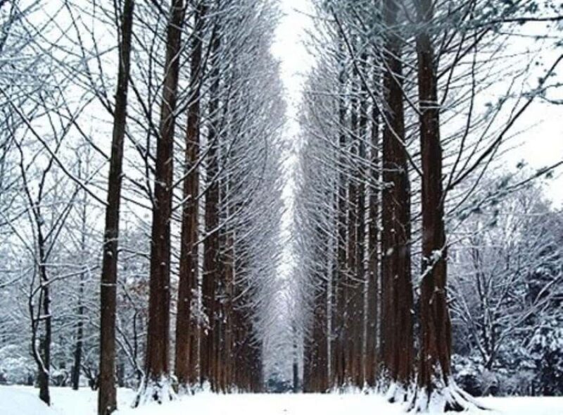 Seoul: Winter Wonder, Mt. Seorak & Nami island & Eobi Valley - Good To Know