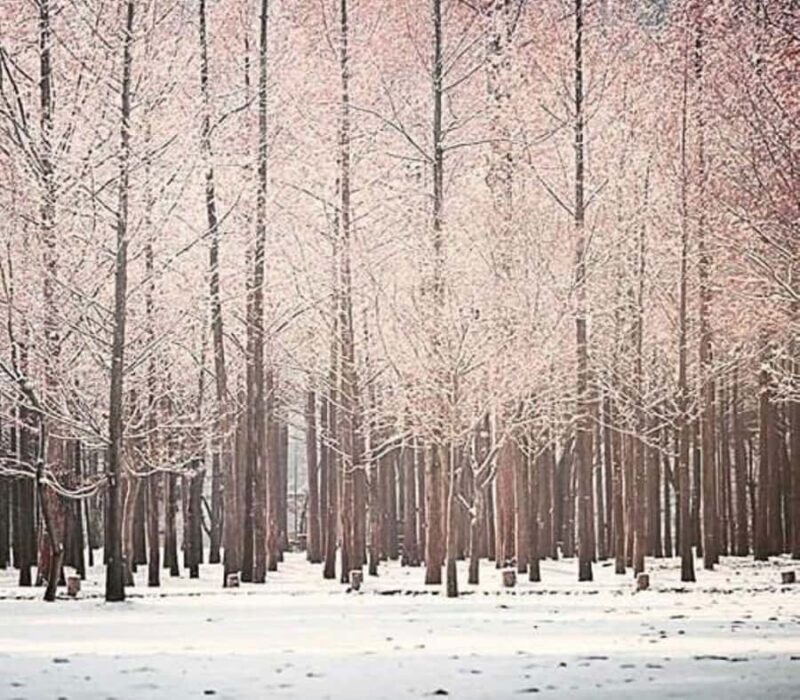 Seoul: Winter Wonder, Mt. Seorak & Nami island & Eobi Valley - Final Thoughts