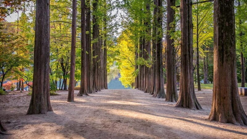 Seoul:Private-Nami Island,Morning Calm Garden,Petite France - An Overview of What to Expect