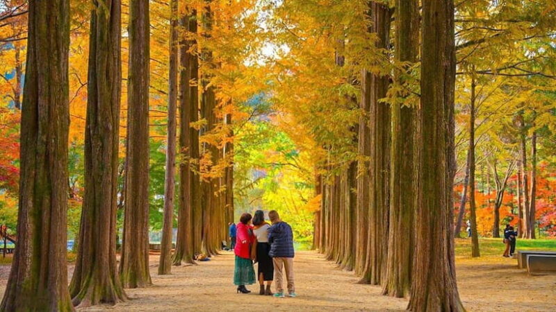 Seoul:Private-Nami Island,Morning Calm Garden,Petite France - Authentic Experiences from Real Travelers