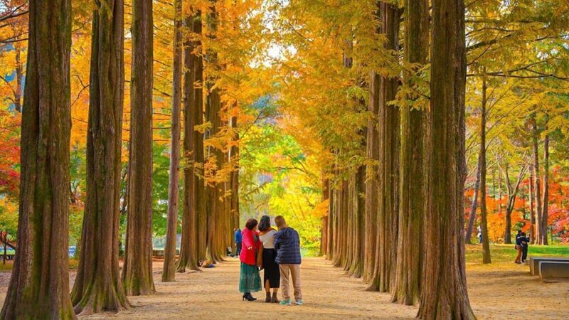 Seoul:Private-Nami Island,Morning Calm Garden,Petite France - FAQ