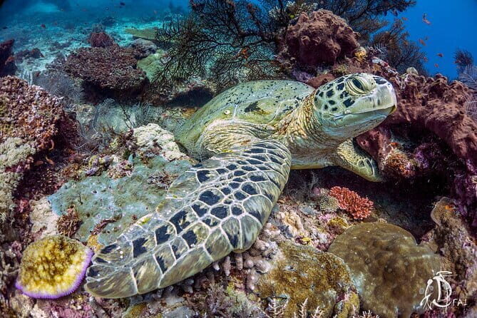 Sepanggar Island Luxury Boat - FAQs