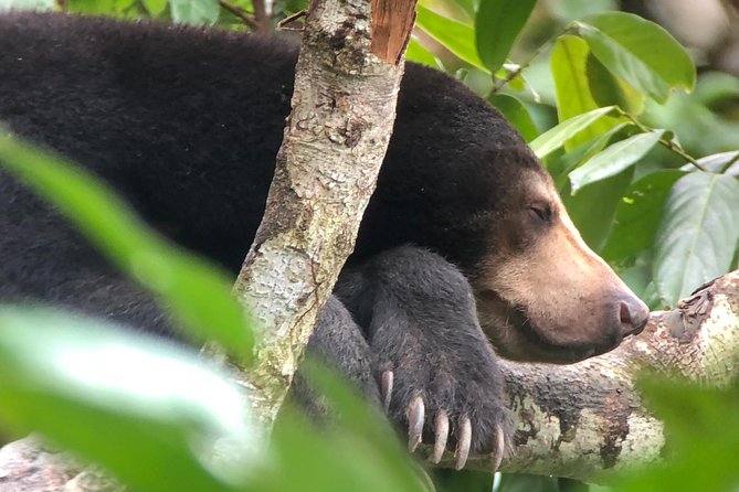 Sepilok Orang Utan & Bornean Sun Bear Centre With Sandakan City Tour With Lunch - Cultural Visits