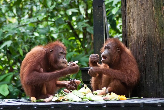 Sepilok Orang Utan, Sun Bear & Sandakan Nature City Tour + Lunch - Additional Information