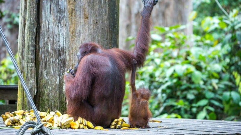 Sepilok Orangutan & Sun Bear Half-Day Tour | Sandakan - Exploring the Sepilok Orangutan & Sun Bear Half-Day Tour in Sandakan