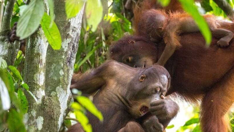 Sepilok Orangutan & Sun Bear Half-Day Tour | Sandakan - Practical Tips for Making the Most of Your Tour