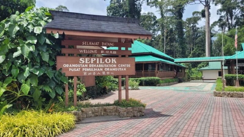 Sepilok OrangUtan, Sun Bear & Labuk Bay Full Day Trip - Practical Tips for Travelers