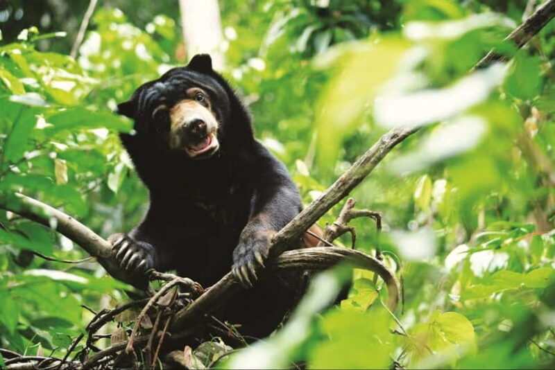 Sepilok OrangUtan, Sun Bear & Labuk Bay Full Day Trip - Who Will Love This Tour?