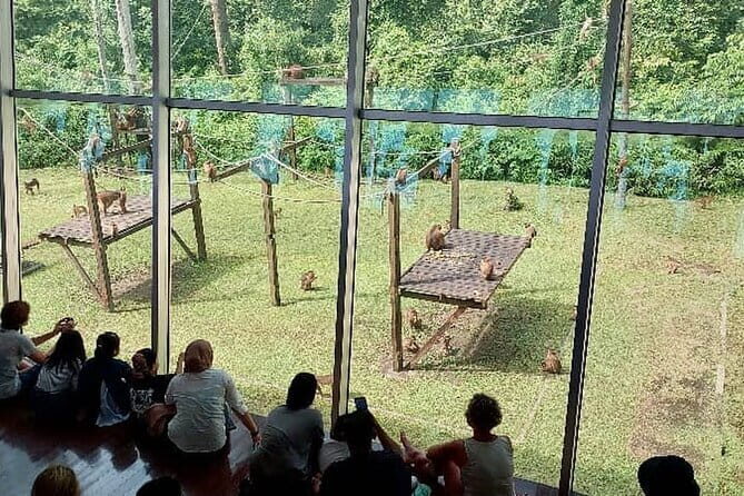 Sepilok Orangutan , SunBear, Proboscis Monkey from Sandakan City - A Close Look at the Day’s Adventure