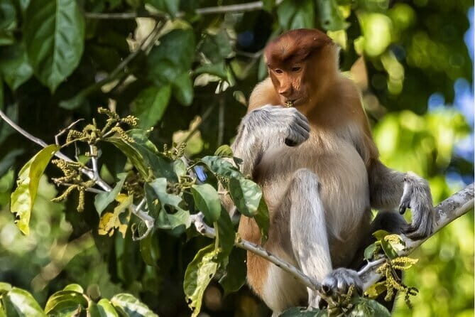 Sepilok Orangutan , SunBear, Proboscis Monkey from Sandakan City - FAQ