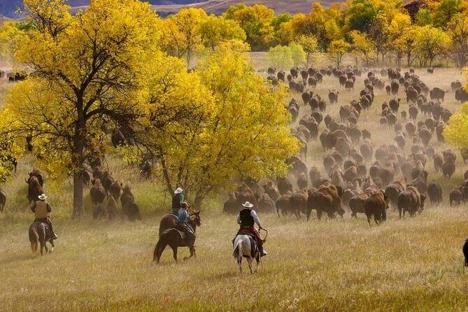 Sept 26 Only - 2025 Custer State Park Buffalo Roundup - Public - FAQ