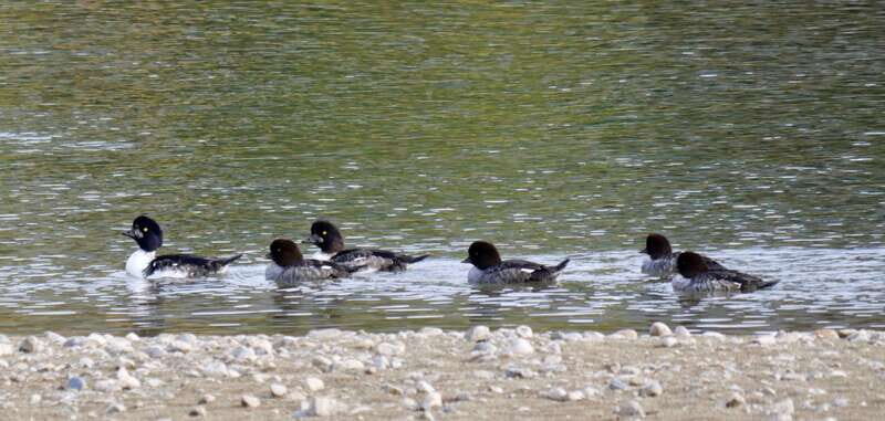 September 2025 British Columbia Rocky Mountain Birding Tour - Good To Know