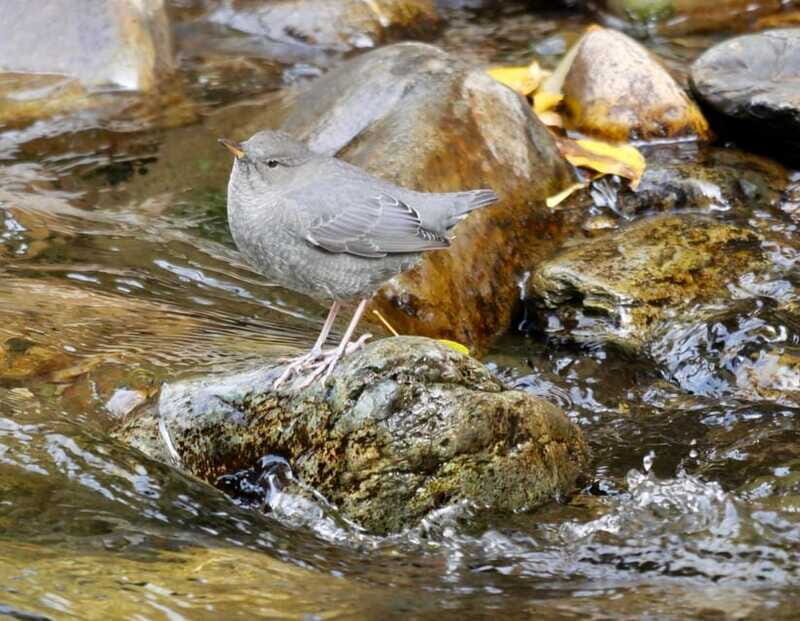 September 2025 British Columbia Rocky Mountain Birding Tour - Is This Tour Worth the Investment?