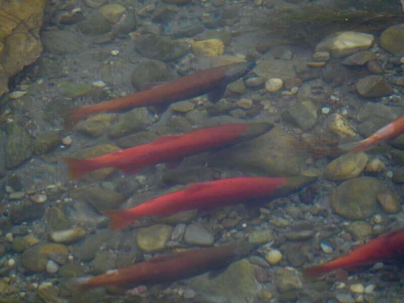 September 2025 British Columbia Rocky Mountain Birding Tour - The Sum Up