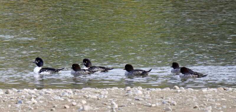 September 2025 British Columbia Rocky Mountain Birding Tour - FAQ