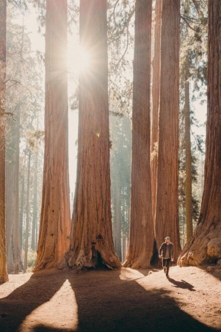 Sequoia & Kings Canyon National Parks: Two-Day Private Tour - Logistics and Convenience