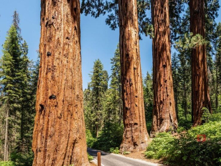 Sequoia & Kings Canyon: Self-Guided Audio Driving Tour - Activity Description and Top Draws