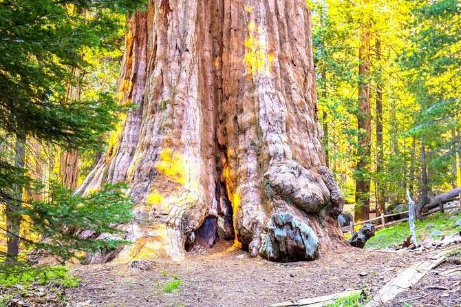 Sequoia Park Private Tour - Tour Highlights