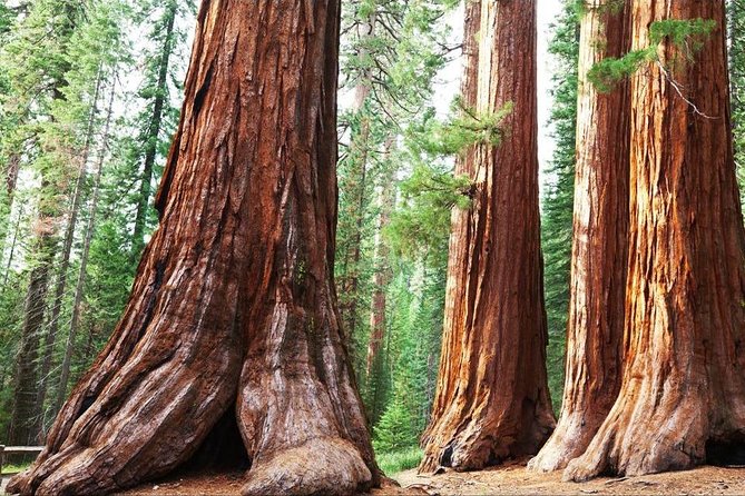 Sequoia Park Private Tour - Booking Details