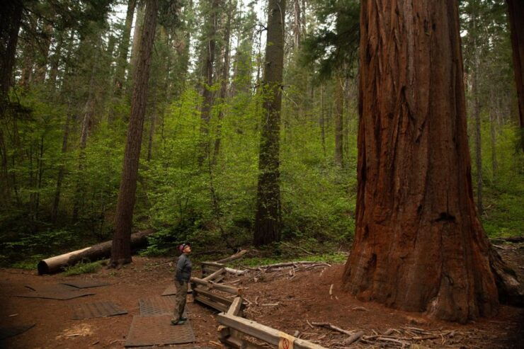 Sequoia: Private Tour & Hike - Good To Know