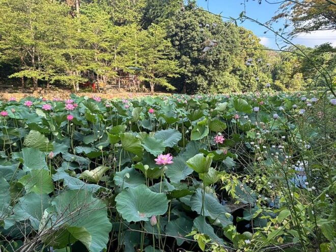 Serene Cycling in Arashiyama: Electric Bike Tour With Guide - Inclusions and Amenities