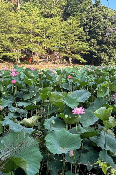 Serene Cycling in Arashiyama: Electric Bike Tour With Guide - Participant Requirements