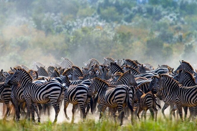 Serengeti Great Wildebeest Migration - 5 Days Tanzania Safari - Frequently Asked Questions