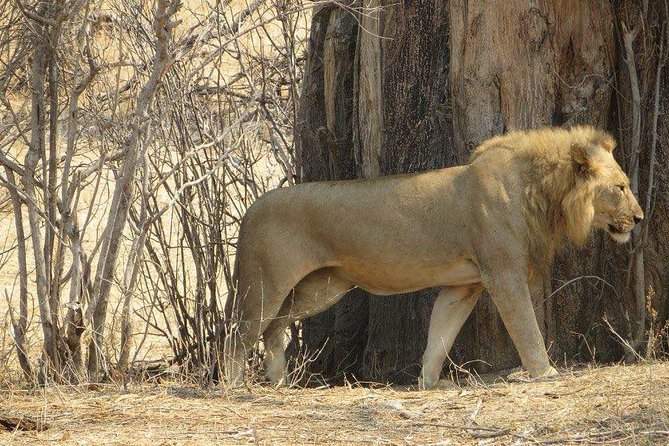 Serengeti N. Park_ Lake Manyara and Tarangire National Park - Wildlife Encounters