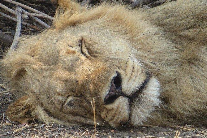 Serengeti N. Park_ Lake Manyara and Tarangire National Park - Safari Itinerary