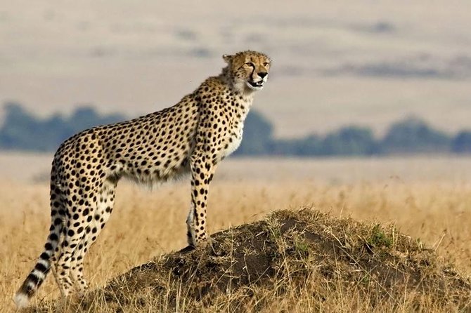 SERENGETI NATIONAL PARK Tour - Inclusions and Exclusions