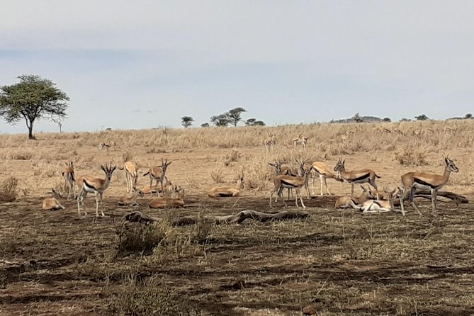 SERENGETI NATIONAL PARK Tour - Booking Information