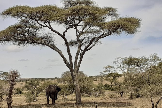 SERENGETI NATIONAL PARK Tour - Frequently Asked Questions