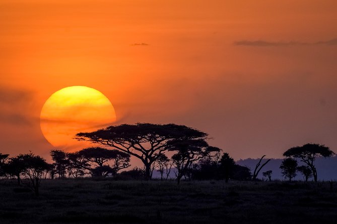 Serengeti & Ngorongoro 3 Days Fly Safari in From Zanzibar - Pickup and Logistics