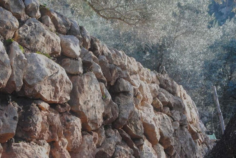 Serra de Tramuntana, Fornalutx: The olive tree: culture, cultivation, tasting. - Good To Know
