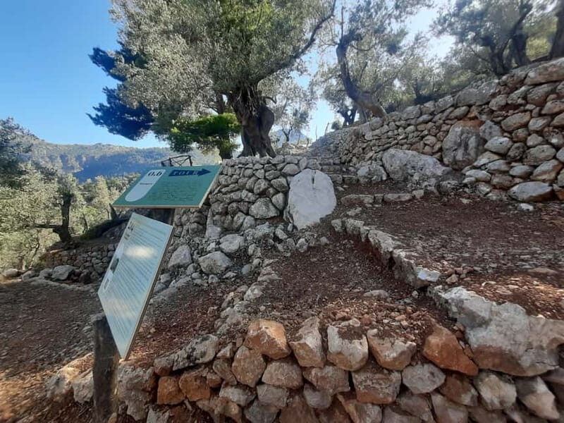 Serra de Tramuntana, Fornalutx: The olive tree: culture, cultivation, tasting. - An In-Depth Look at the Olive Tree Tour in Fornalutx