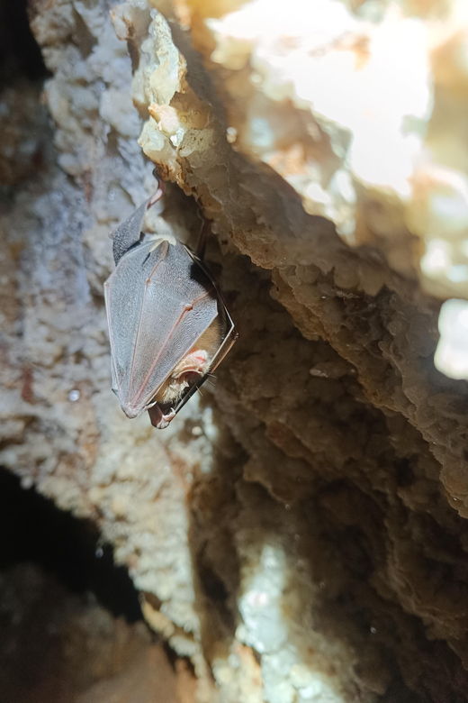 Serra dos Candeeiros: Alcobertas' Cave and the Natural Park - Discovering Serra dos Candeeiros: An Invitation to Explore