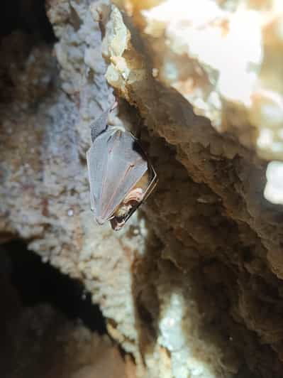 Serra dos Candeeiros: Alcobertas' Cave and the Natural Park - The Authentic Touch: Stories and Insights