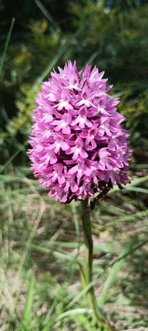 Serra dos Candeeiros by Van: Natural Park and Cave - Who Should Consider This Tour?