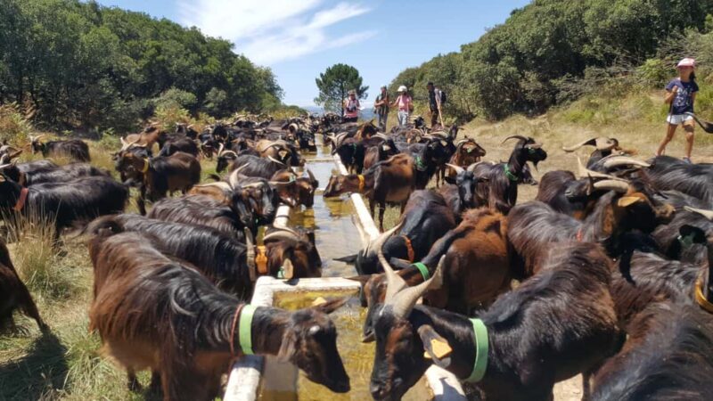 Serra dos Candeeiros by Van: Natural Park and Cave - FAQ