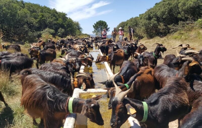 Serra dos Candeeiros : Shepherd for a morning - Good To Know
