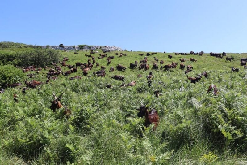 Serra dos Candeeiros : Shepherd for a morning - Why This Tour Makes Sense