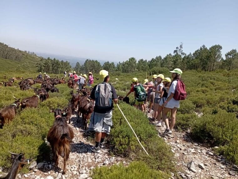 Serra dos Candeeiros : Shepherd for a morning - FAQs