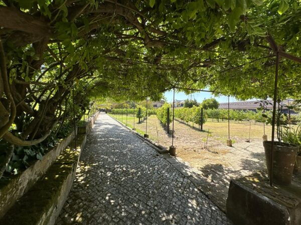Sesimbra: 2 Wine Tastings, Glazed Tiles and Fish Market - Excursion to Mercado Do Livramento