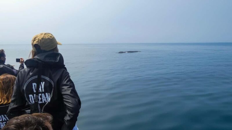 Sesimbra: Arrábida Dolphin and Whale Watching with Biologist - Good To Know