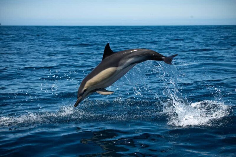 Sesimbra: Arrábida Dolphin and Whale Watching with Biologist - An In-Depth Look at the Experience