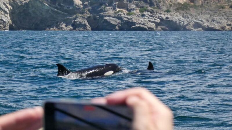 Sesimbra: Arrábida Dolphin and Whale Watching with Biologist - Practical Details: What You Need to Know