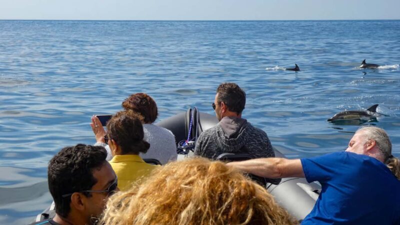 Sesimbra: Arrábida Dolphin and Whale Watching with Biologist - Who Will Love This Tour?