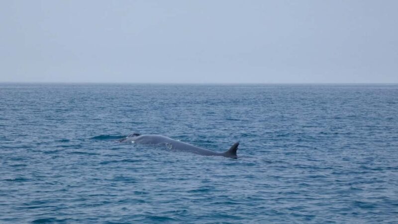 Sesimbra: Arrábida Dolphin and Whale Watching with Biologist - The Sum Up