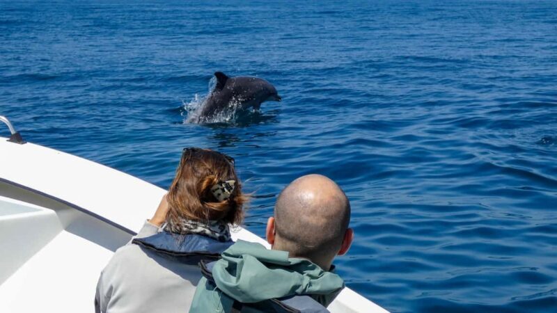 Sesimbra: Arrábida Dolphin and Whale Watching with Biologist - FAQ